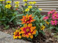 外の花壇には、みんなで植えた花がきれいに咲いています